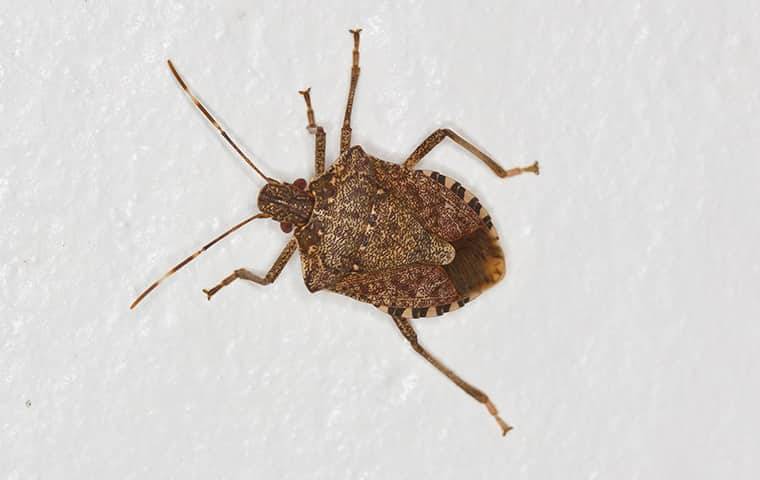 Blog Guide to Stink Bugs In Ohio